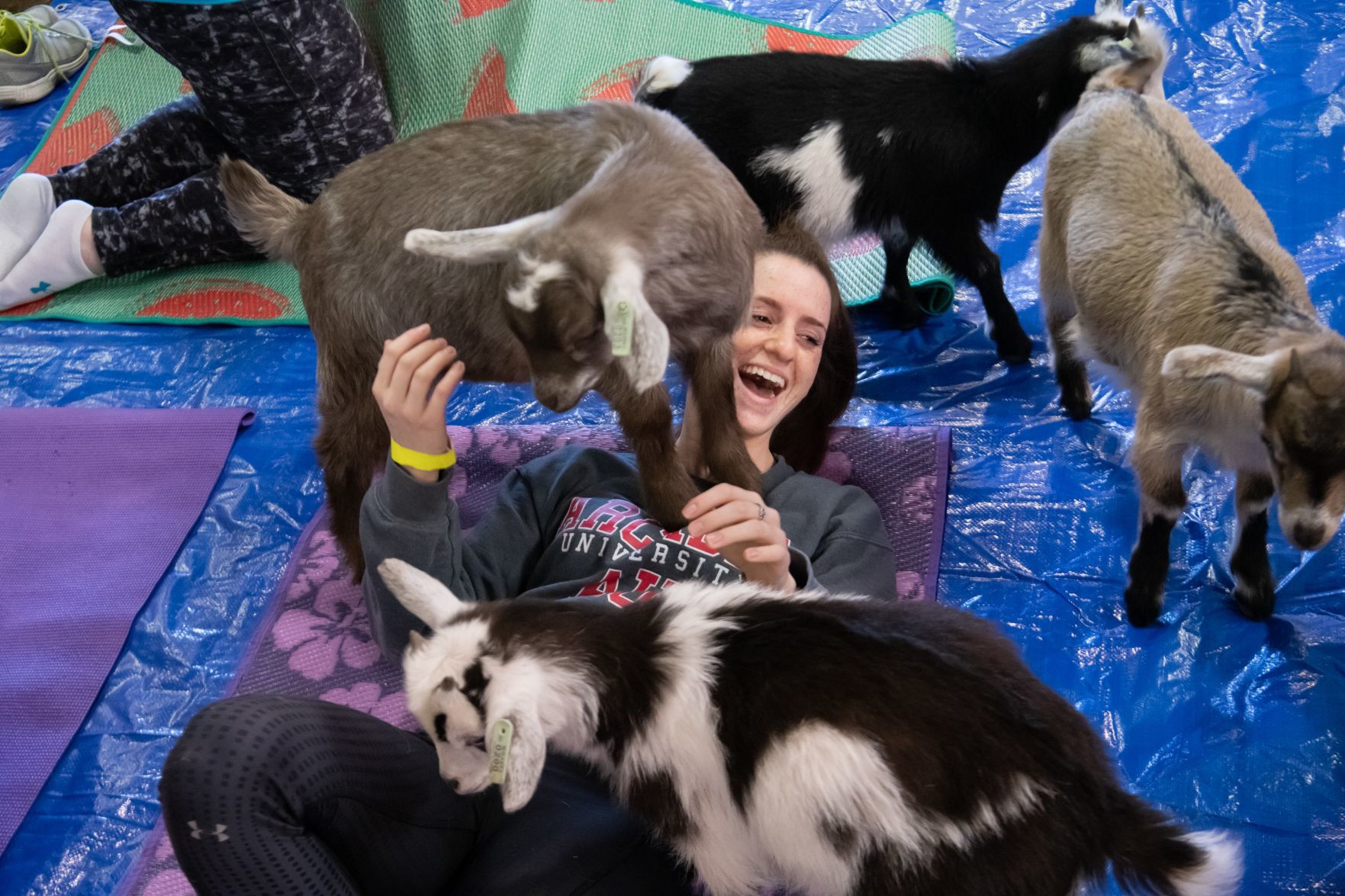 Baby goat yoga at Longmeadow Rescue Ranch